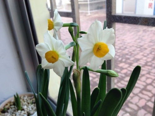 冬日陽臺(tái)也能繁花似錦 8種冬天持續(xù)開花的盆栽推薦