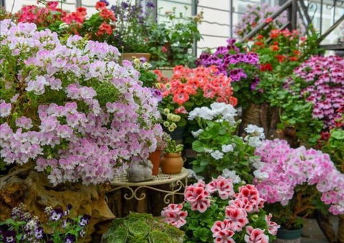 6種小盆栽花卉,開花漂亮還好養,能把陽臺變成小花園