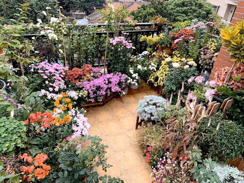 她把陽臺(tái)變成小花園 只養(yǎng)一種植物，365天的蛻變