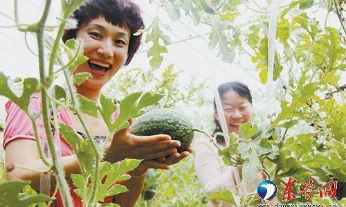 東營現(xiàn)代農(nóng)業(yè)發(fā)展 高效生態(tài)特色與花卉種植的契合